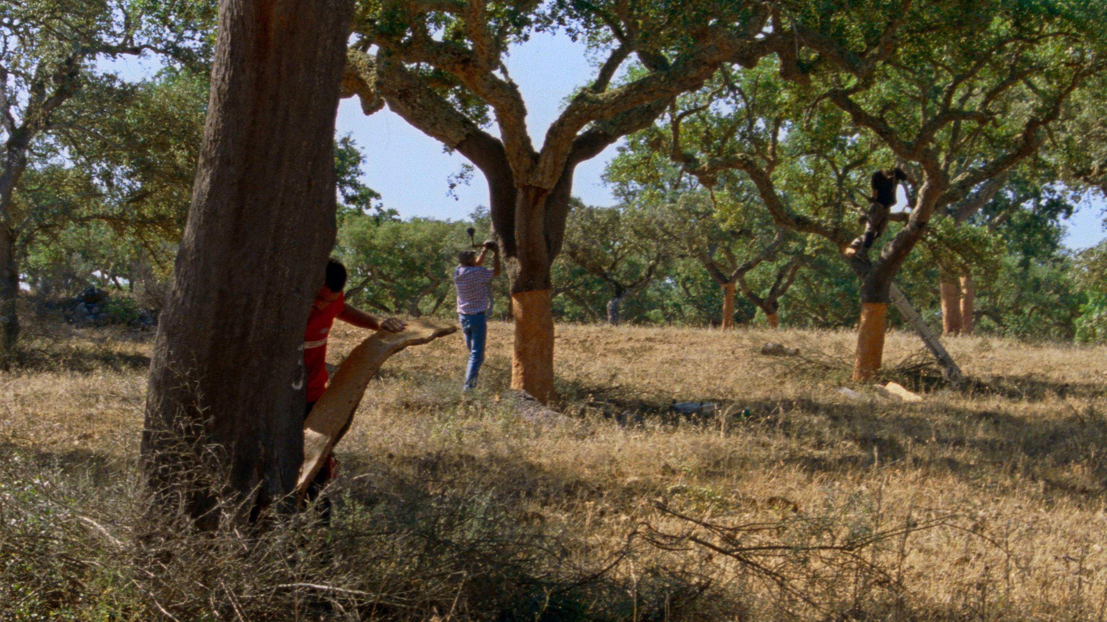 As Estações (The Seasons) Preview