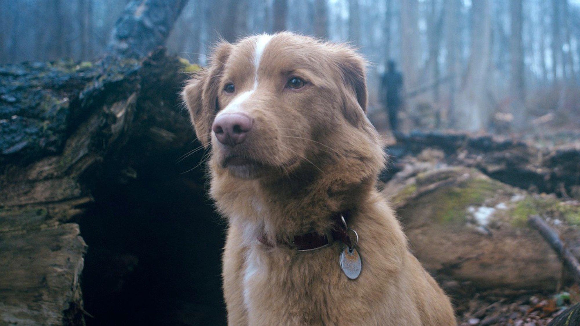 Good Boy Preview