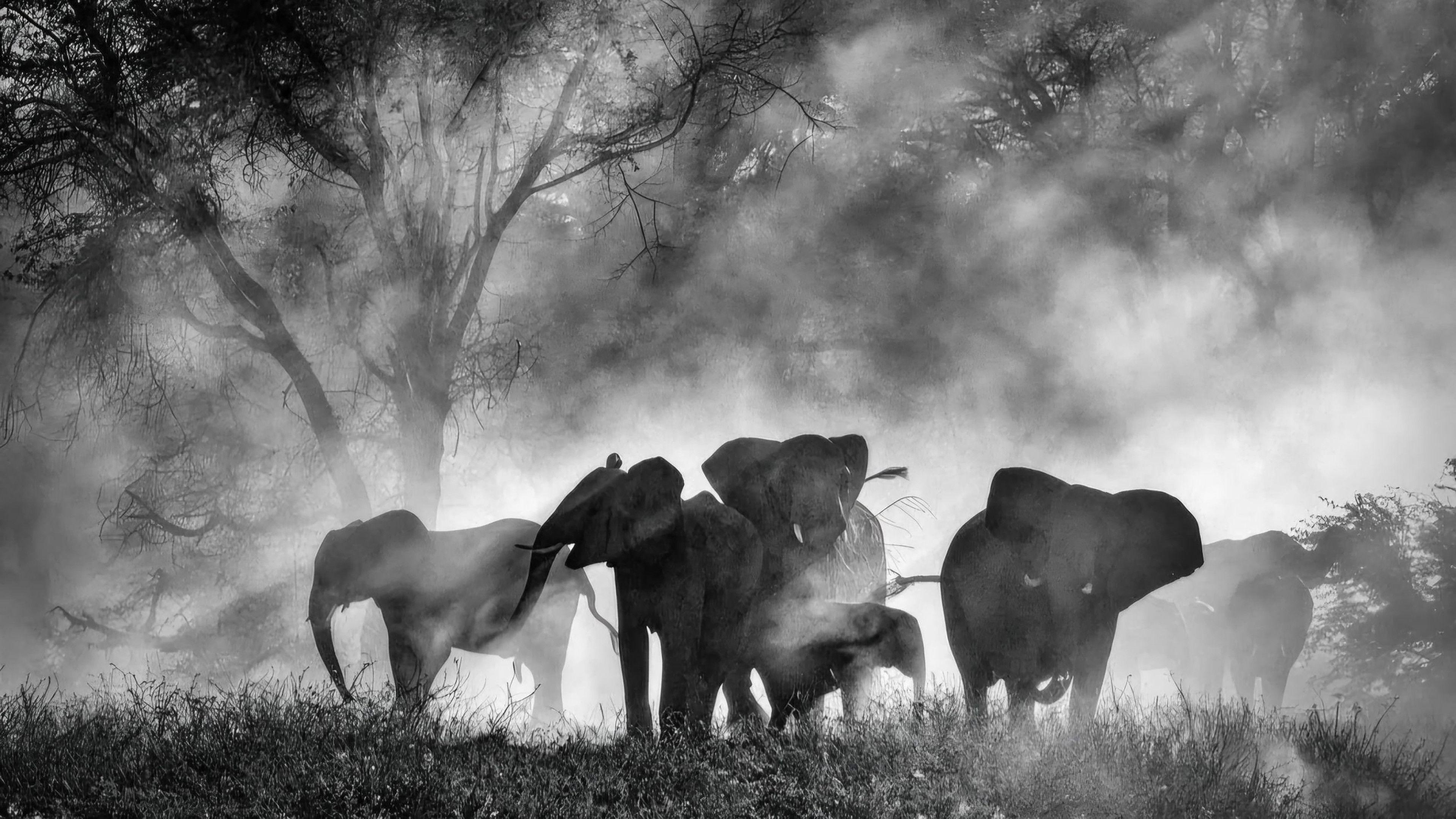 Ghost Elephants Preview